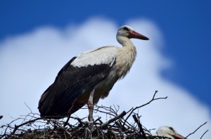 Fot. Karolina Meller