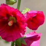 Fot. Karolina Meller