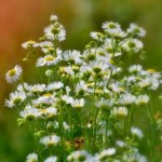 Fot. Karolina Meller