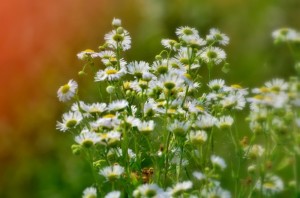 Fot. Karolina Meller