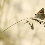 Fot. Karolina Zając