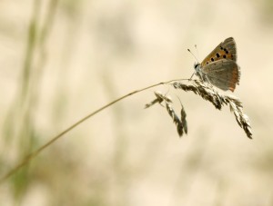 Fot. Karolina Zając