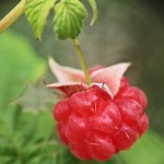 Fot. Katarzyna Makowiecka