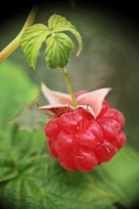 Fot. Katarzyna Makowiecka