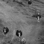 Fot. Justyna Sierakowska