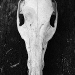 Fot. Justyna Sierakowska