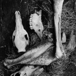 Fot. Justyna Sierakowska