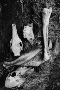 Fot. Justyna Sierakowska