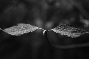 Fot. Justyna Sierakowska