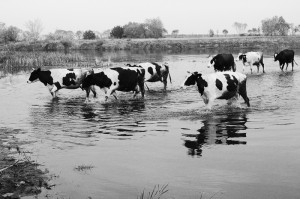 Fot. Justyna Sierakowska