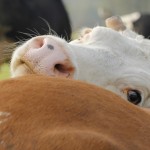 Fot. Katarzyna Kalinowska