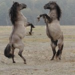 Fot. Katarzyna Kalinowska