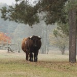 Fot. Katarzyna Kalinowska