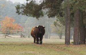 Fot. Katarzyna Kalinowska