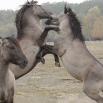 Fot. Katarzyna Kalinowska