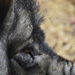 Fot. Marek Pochylski