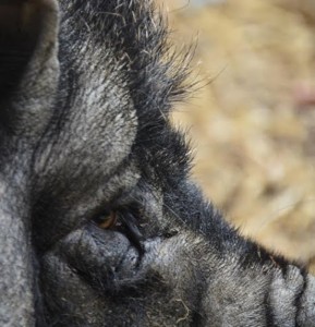 Fot. Marek Pochylski