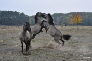 Fot. Marek Pochylski