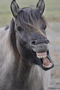 Fot. Marek Pochylski