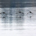 Fot. Marek Pochylski