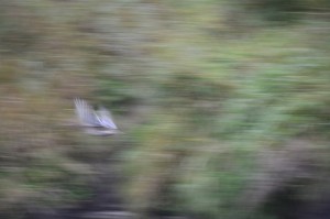 Fot. Marek Pochylski