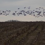 Fot. Karolina Bekker