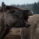 Fot. Karolina Bekker