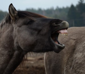 Fot. Karolina Bekker