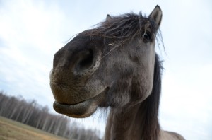 Fot. Karolina Bekker