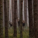 Fot. Wiesława Zabrocka