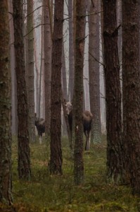 Fot. Wiesława Zabrocka