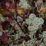 Fot. Wiesława Zabrocka