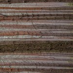 Fot. Wiesława Zabrocka