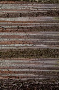 Fot. Wiesława Zabrocka