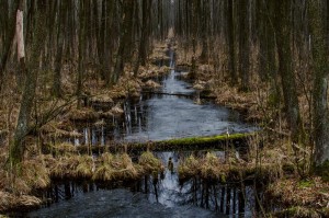 Fot. Wiesława Zabrocka