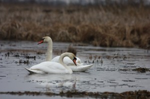 Fot. Halina Baćmaga