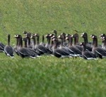 Fot. Zbyszek Laskowski