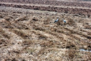 Fot. Zbyszek Laskowski