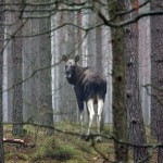 Fot. Zbyszek Laskowski