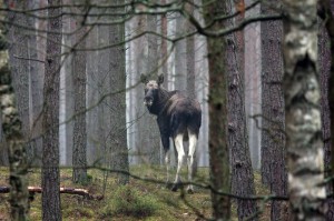 Fot. Zbyszek Laskowski