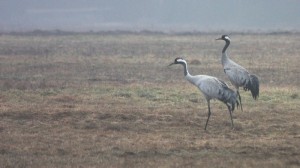 Fot. Halina Baćmaga