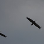 Fot. Halina Baćmaga