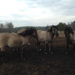 Fot. Halina Baćmaga