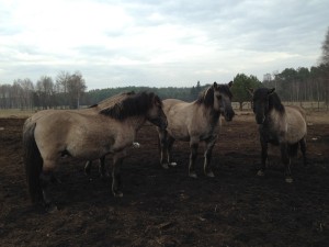 Fot. Halina Baćmaga