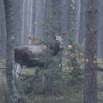 Fot. Katarzyna Kalinowska