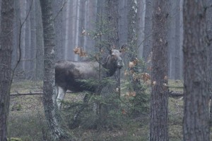Fot. Katarzyna Kalinowska