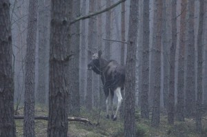 Fot. Katarzyna Kalinowska