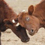 Fot. Katarzyna Kalinowska