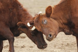 Fot. Katarzyna Kalinowska