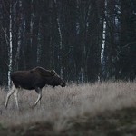 Fot. Halina Baćmaga